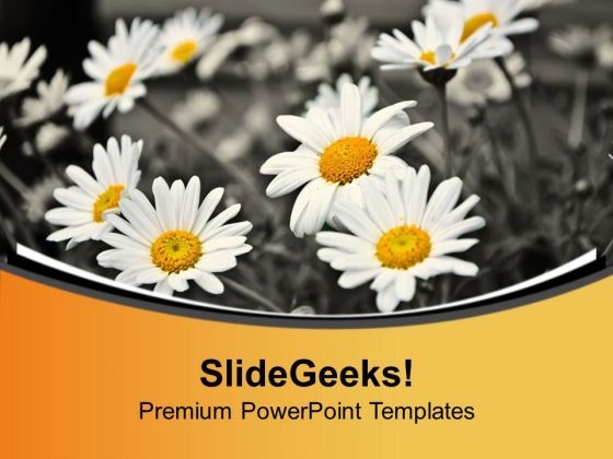 White Daisy Flower Background PowerPoint Templates Ppt Backgrounds For Slides 0613