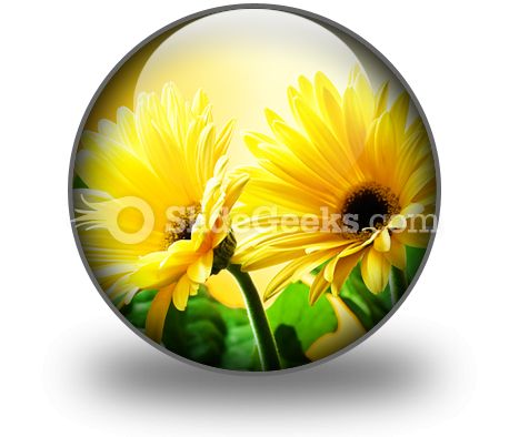 Yellow Daises PowerPoint Icon C
