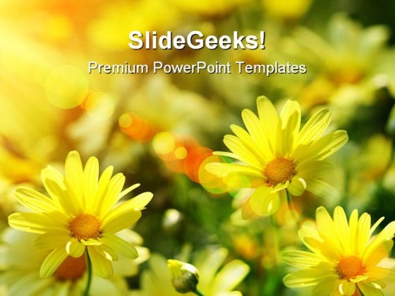 Yellow Daisies Beauty PowerPoint Templates And PowerPoint Backgrounds 0311